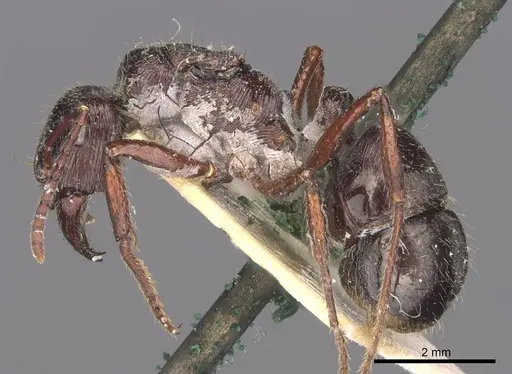 Ectatomma edentatum - CASENT0907178