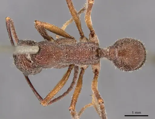 Ectatomma edentatum - CASENT0907179