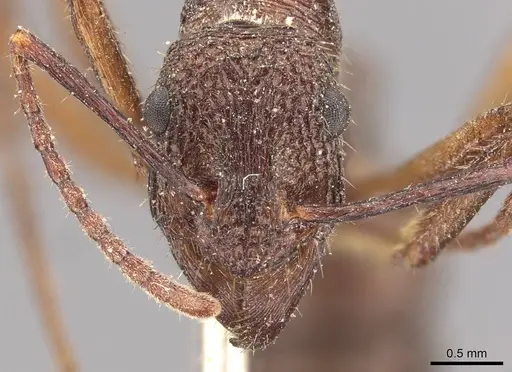 Ectatomma edentatum - CASENT0907179