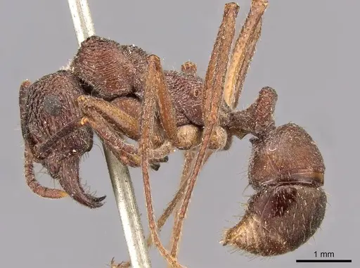 Ectatomma edentatum - CASENT0907179