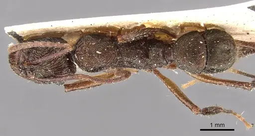 Ectatomma edentatum - CASENT0907180