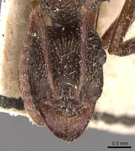 Ectatomma edentatum - CASENT0907180