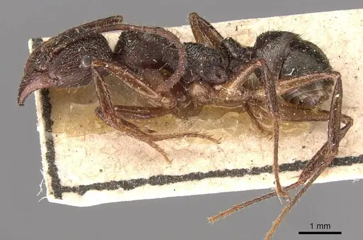 Ectatomma edentatum - CASENT0907180