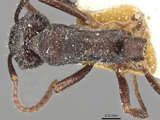 Ectatomma edentatum - CASENT0915106