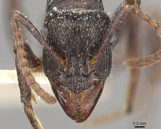 Ectatomma edentatum - CASENT0915106