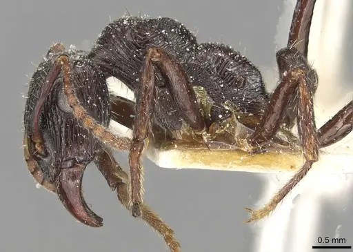 Ectatomma edentatum - CASENT0915106