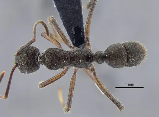 Ectatomma edentatum - CBUMAGENT41744