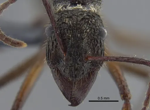 Ectatomma edentatum - CBUMAGENT41744