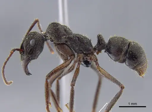 Ectatomma edentatum - CBUMAGENT41744