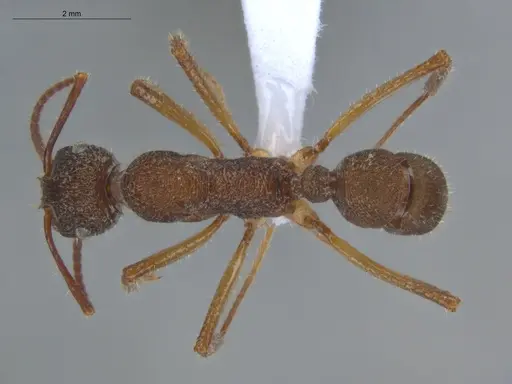 Ectatomma edentatum - ECOFOG-TR13-0070-07