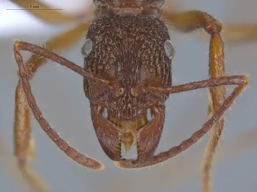 Ectatomma edentatum - ECOFOG-TR13-0070-07