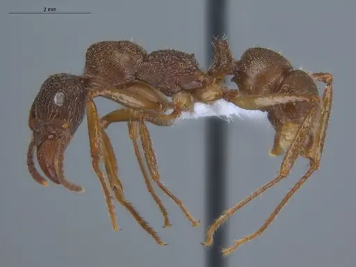 Ectatomma edentatum - ECOFOG-TR13-0070-07