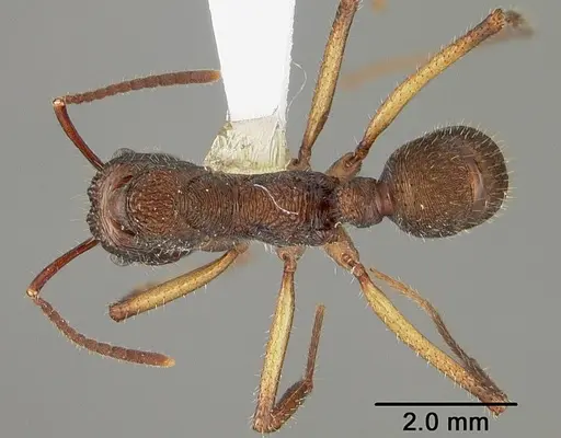 Ectatomma edentatum - USNMENT00441003