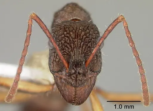 Ectatomma edentatum - USNMENT00441003