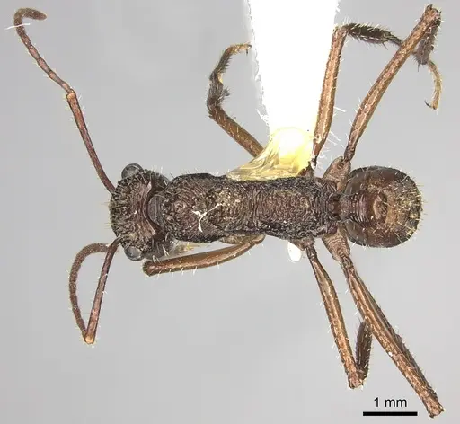 Ectatomma gibbum specimen