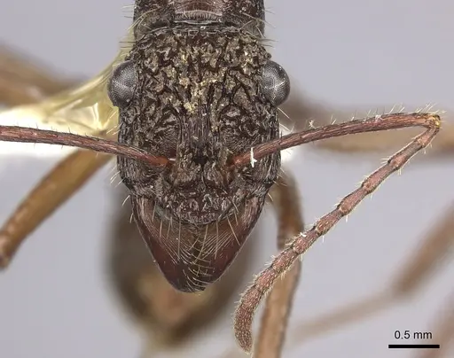 Ectatomma gibbum specimen