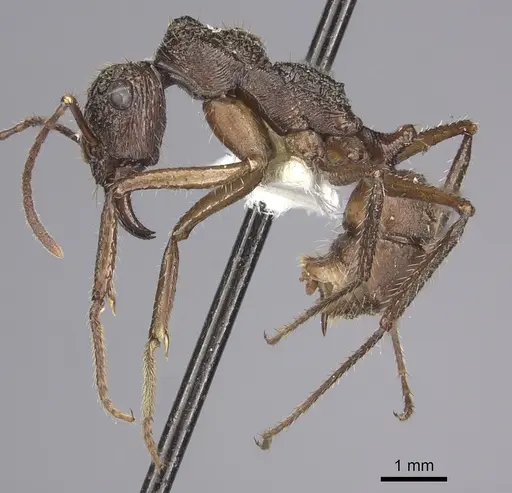 Ectatomma gibbum specimen