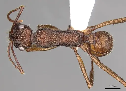 Ectatomma gibbum - CASENT0281503