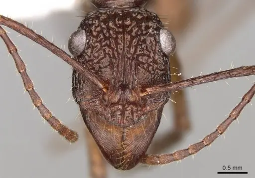 Ectatomma gibbum - CASENT0281503