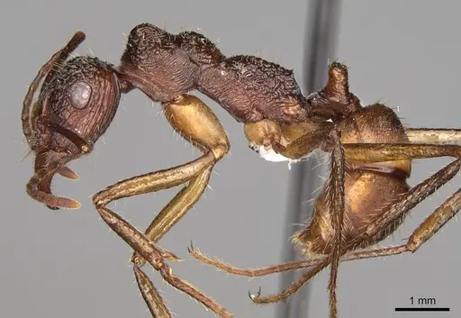 Ectatomma gibbum - CASENT0281503