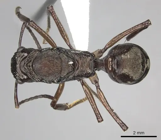 Ectatomma gibbum - CASENT0612173