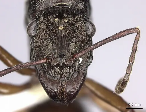 Ectatomma gibbum - CASENT0612173