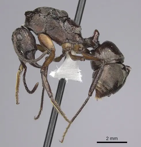 Ectatomma gibbum - CASENT0612173