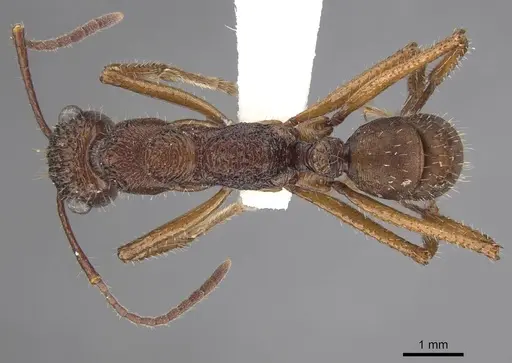 Ectatomma gibbum - CASENT0915348