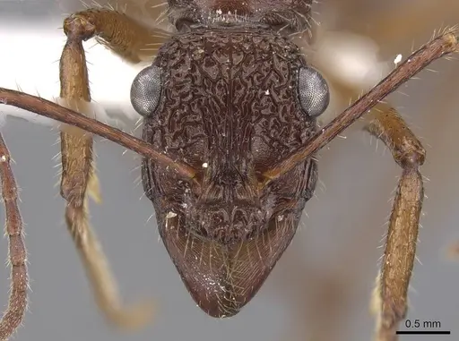 Ectatomma gibbum - CASENT0915348