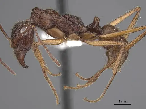 Ectatomma gibbum - CASENT0915348