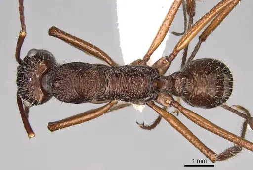 Ectatomma goninion specimen