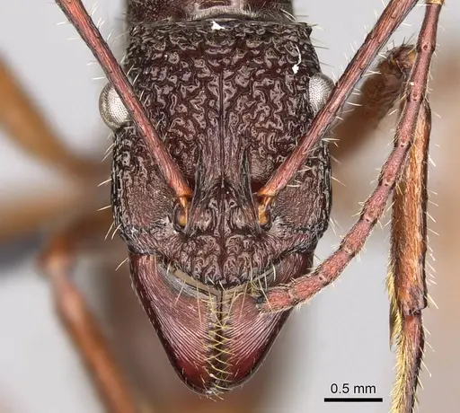 Ectatomma goninion specimen