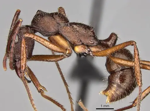 Ectatomma goninion specimen