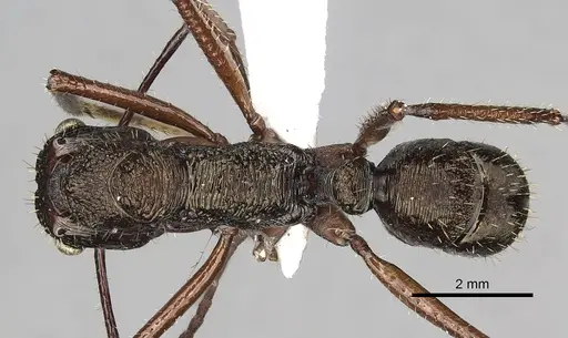 Ectatomma goninion - CASENT0281815