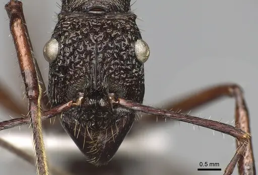 Ectatomma goninion - CASENT0281815