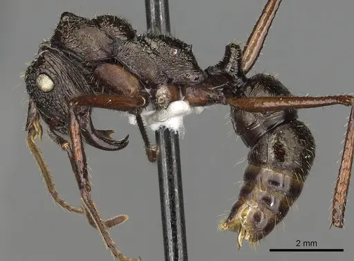 Ectatomma goninion - CASENT0281815