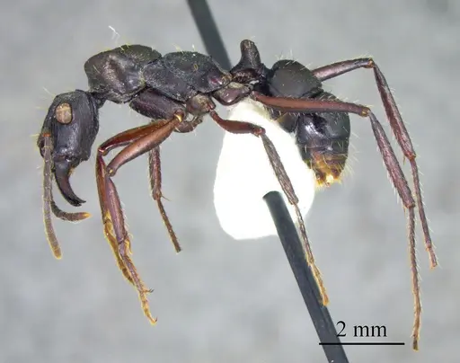 Ectatomma lugens specimen