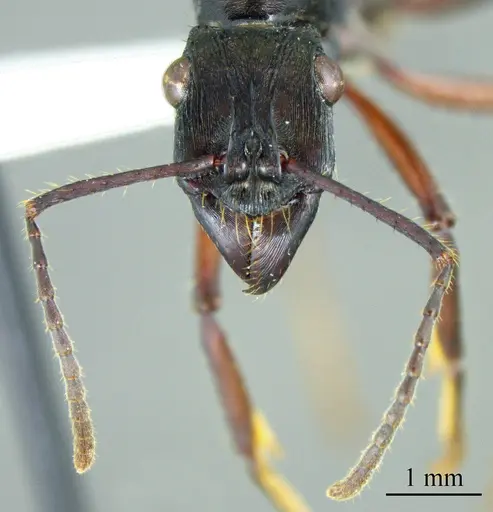 Ectatomma lugens - ANTWEB1041421