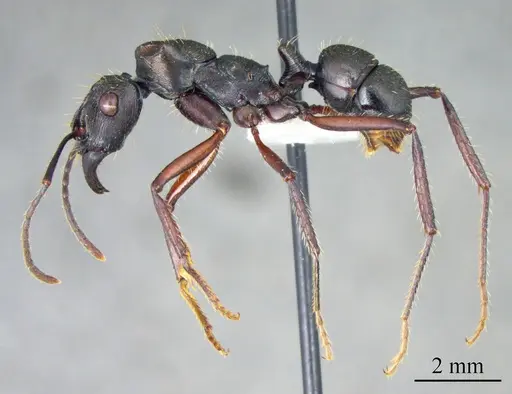 Ectatomma lugens - ANTWEB1041421