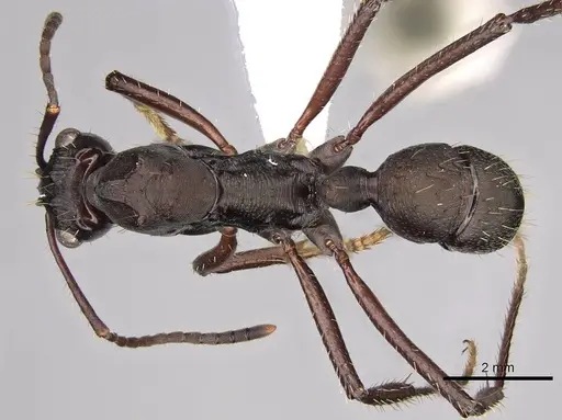 Ectatomma lugens - CASENT0281505