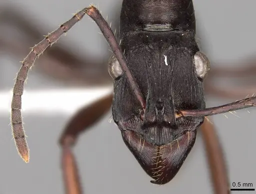 Ectatomma lugens - CASENT0281505