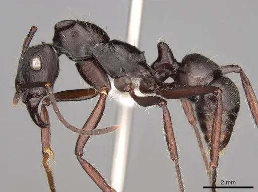 Ectatomma lugens - CASENT0281505