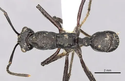 Ectatomma lugens - CASENT0281816