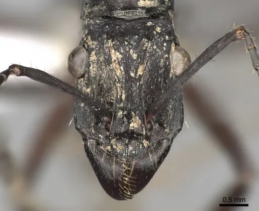 Ectatomma lugens - CASENT0281816