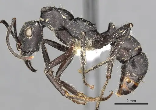 Ectatomma lugens - CASENT0281816