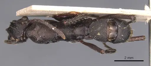 Ectatomma lugens - CASENT0905380