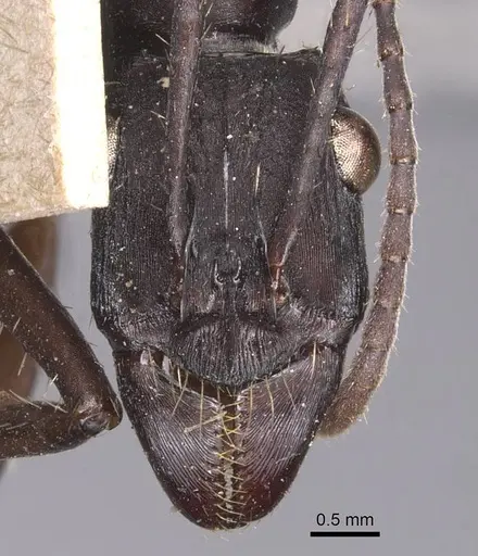 Ectatomma lugens - CASENT0905380