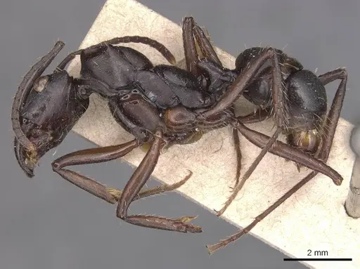 Ectatomma lugens - CASENT0905380