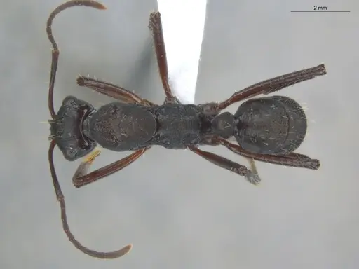 Ectatomma lugens - ECOFOG-IT14-0403-11