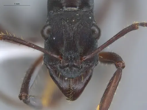 Ectatomma lugens - ECOFOG-IT14-0403-11